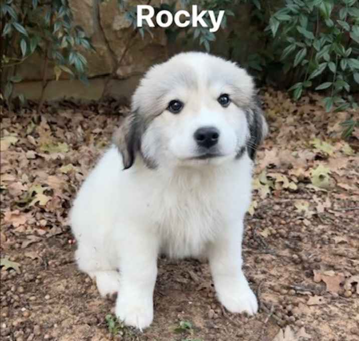 Photo of Rocky