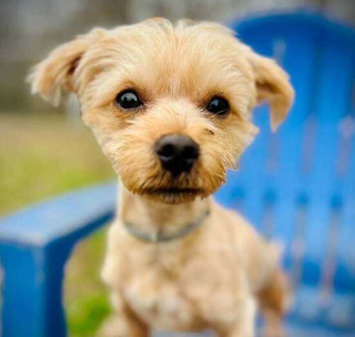 Photo of Brownie Nov 25