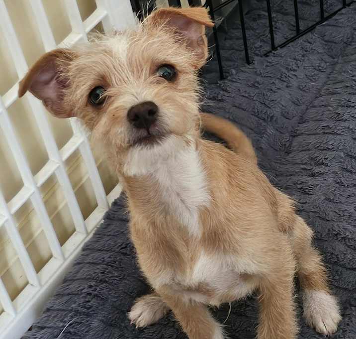 Photo of Cornelius(Cody)