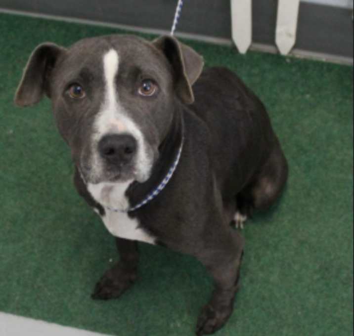 Photo of Sasha URGENT ‼️