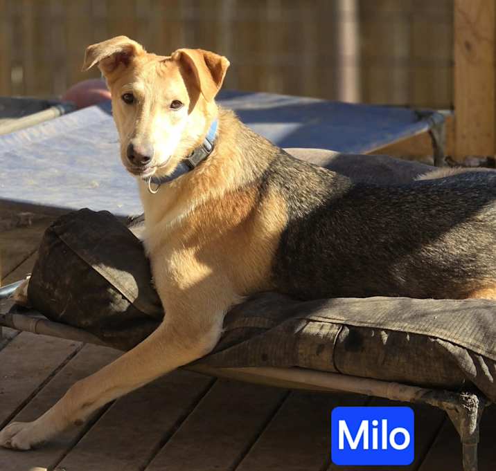 Photo of Milo