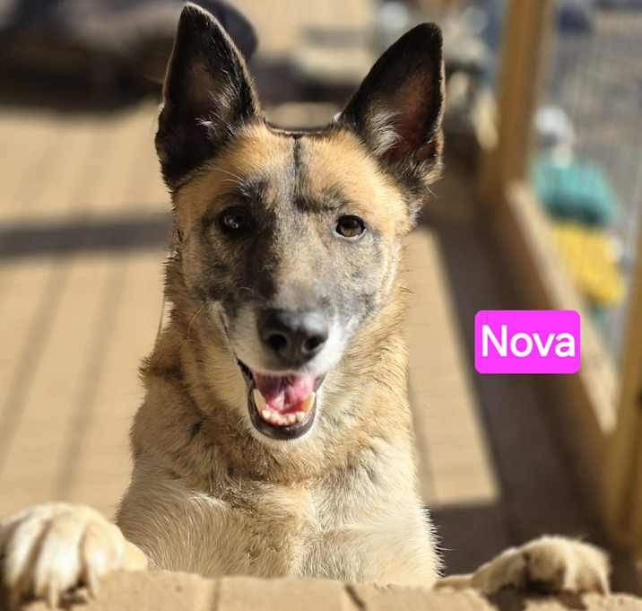 Photo of Nova