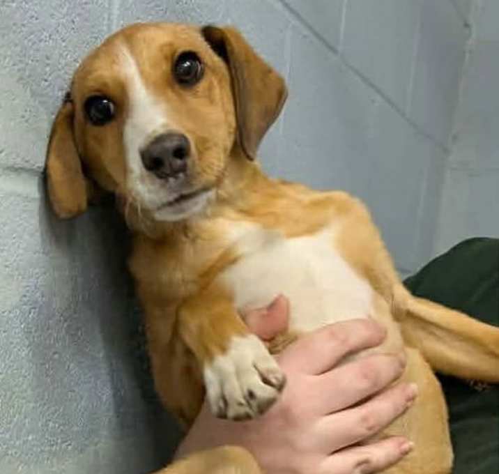 Photo of Snowden - At shelter available 12/23