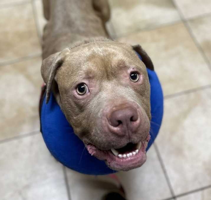 Photo of Bubbles (mcas)