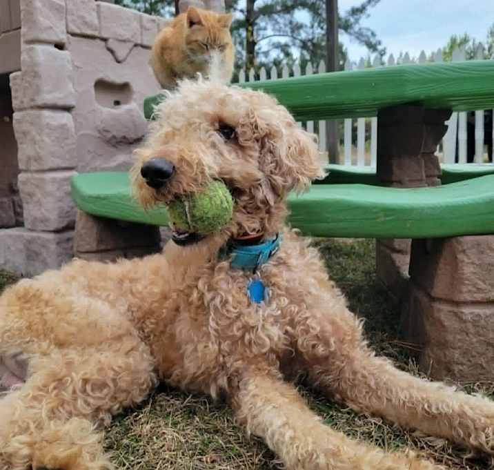 Photo of Chase Doodle