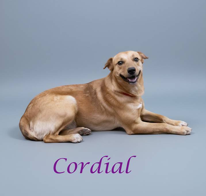 Photo of Cordial D25-214
