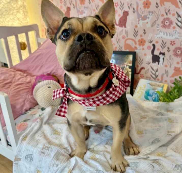 Photo of Theodore Lull