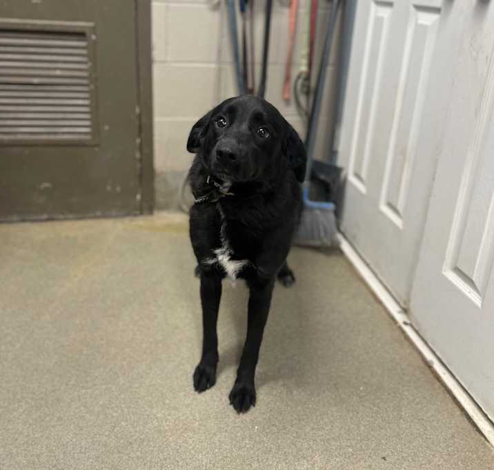 Photo of Popcorn/Luna