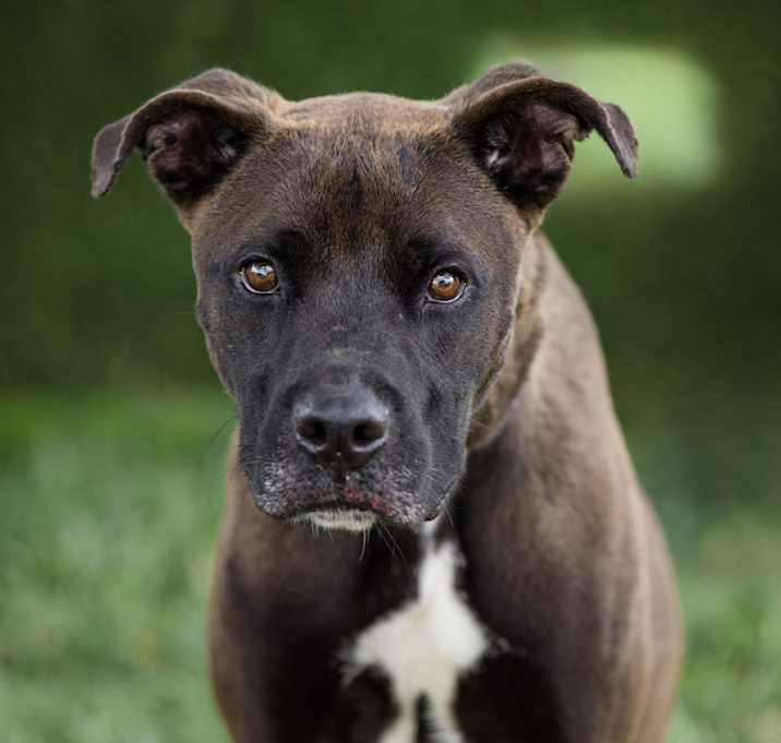 Photo of Red Rover, Red Rover