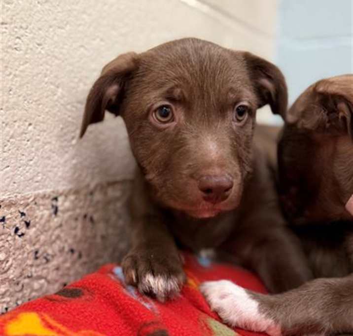 Photo of *SUGAR PLUM