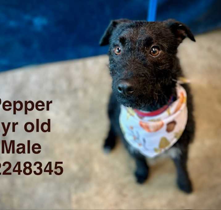 Photo of PEPPER