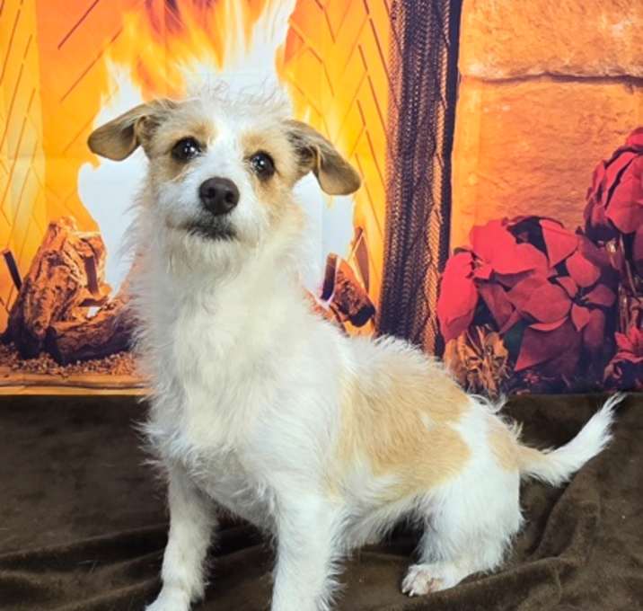 Photo of Tinker Toffeelights