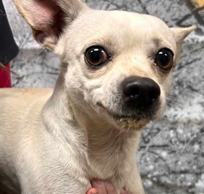 Photo of Steve Harvey*