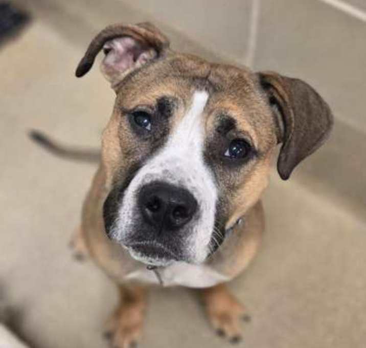 Photo of Chanel (Foster/Adopt Only)