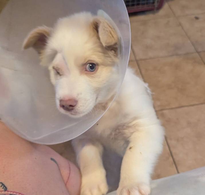 Photo of 838 (2025) Popeye