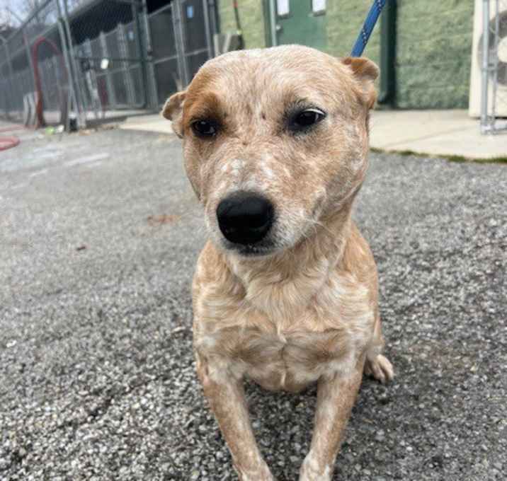 Photo of BabyCakes-Adoptable Awaiting S/N