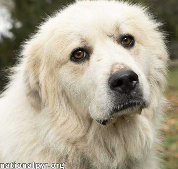 Photo of Snowman in TN - Adores Attention!