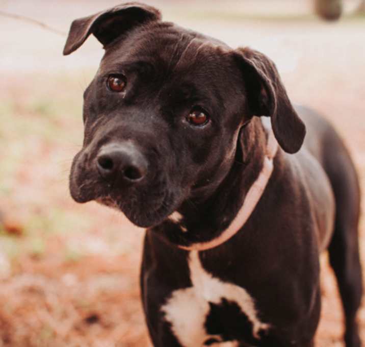 Photo of 89996A Ribbon