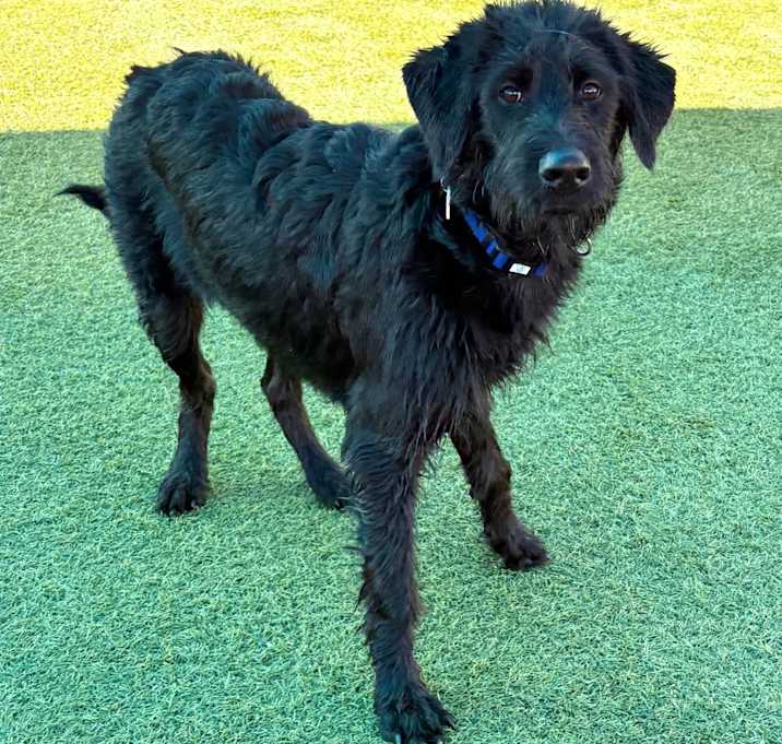 Photo of Rolo A2248342