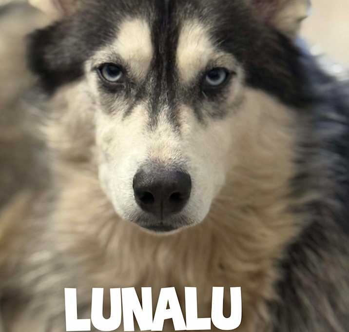 Photo of LunaLu