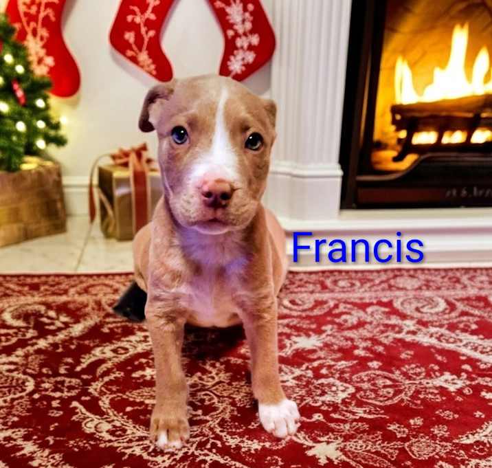 Photo of Francis