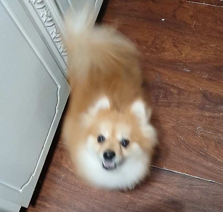 Photo of Harlequin aka Harley