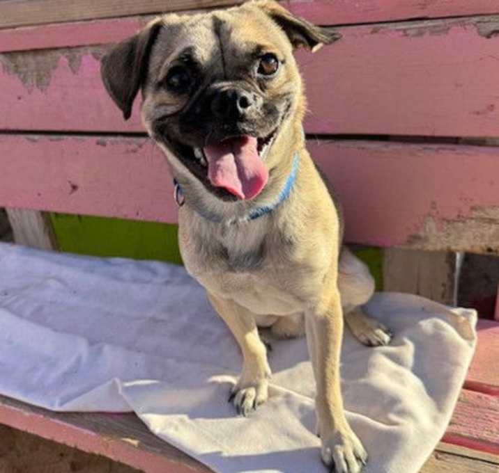 Photo of Mr. Baggins