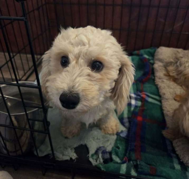 Photo of Dumpling BB