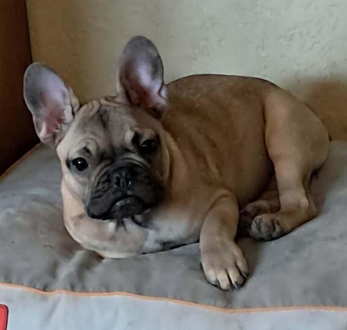 Photo of Chandler PF