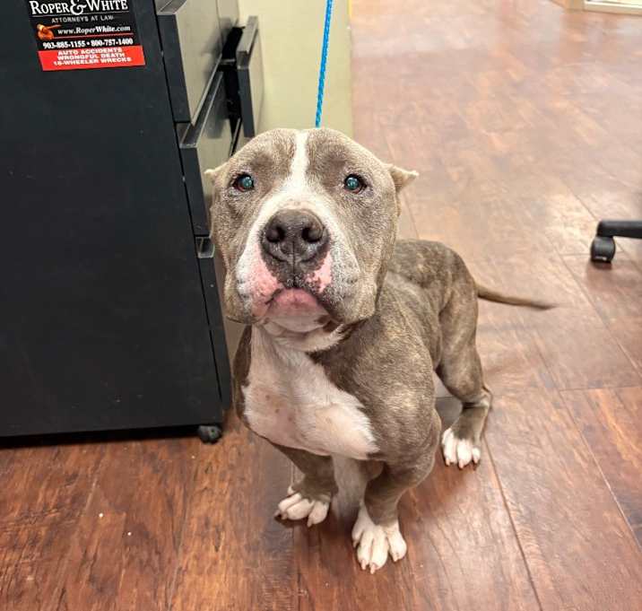 Photo of Dog Kennel #9 Chuck