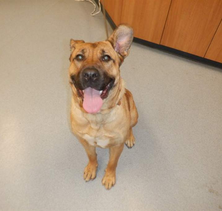 Photo of CINNAMON ROLL