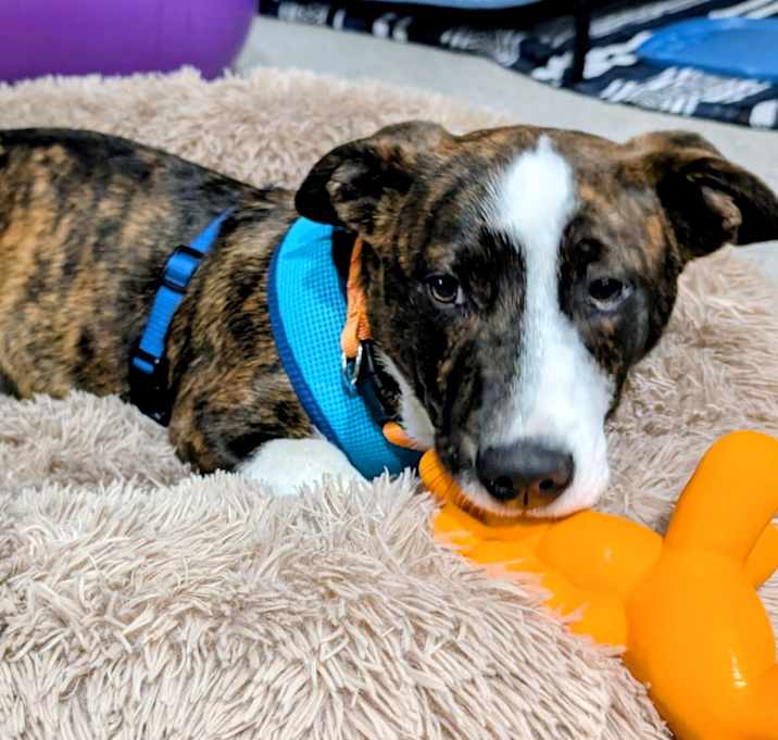 Photo of Harry Poppins