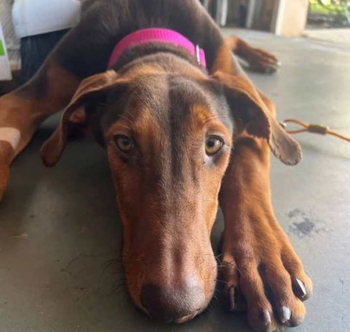 Photo of Sugarplum 3497