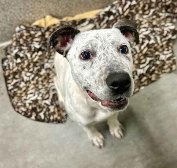 Photo of Mikah A437943