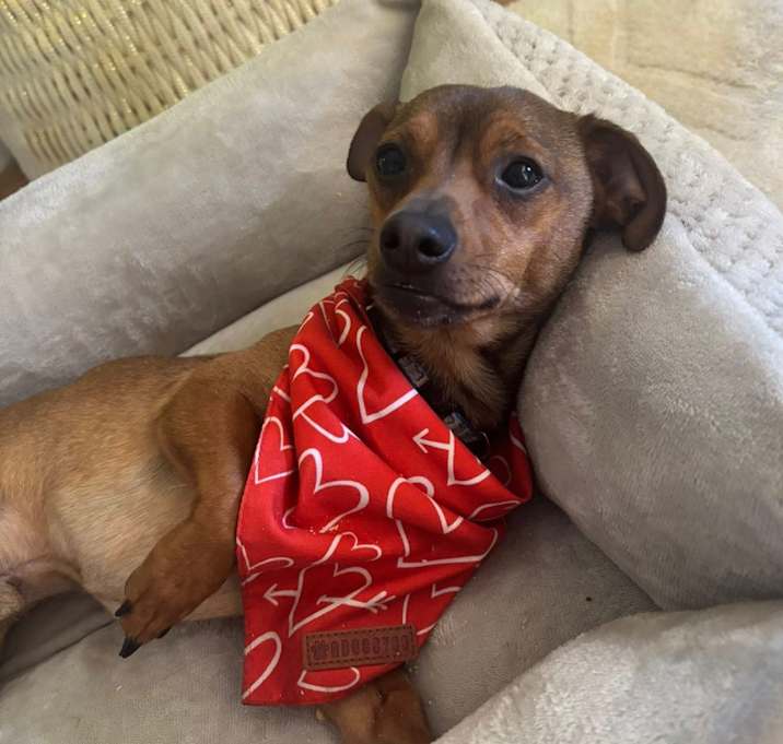 Photo of Paloma Picante