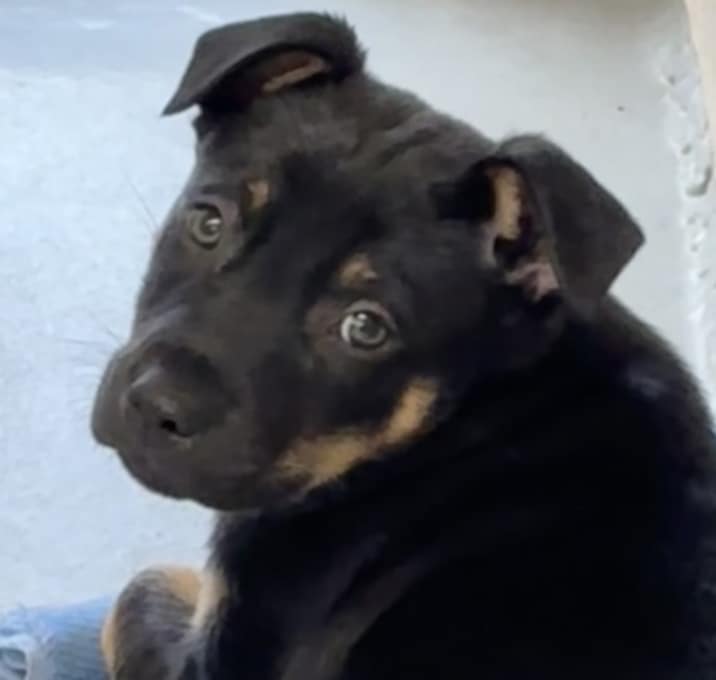 Photo of Gable (mcas)