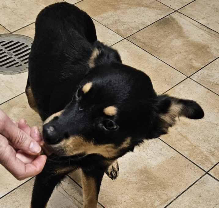 Photo of Fanny (mcas)