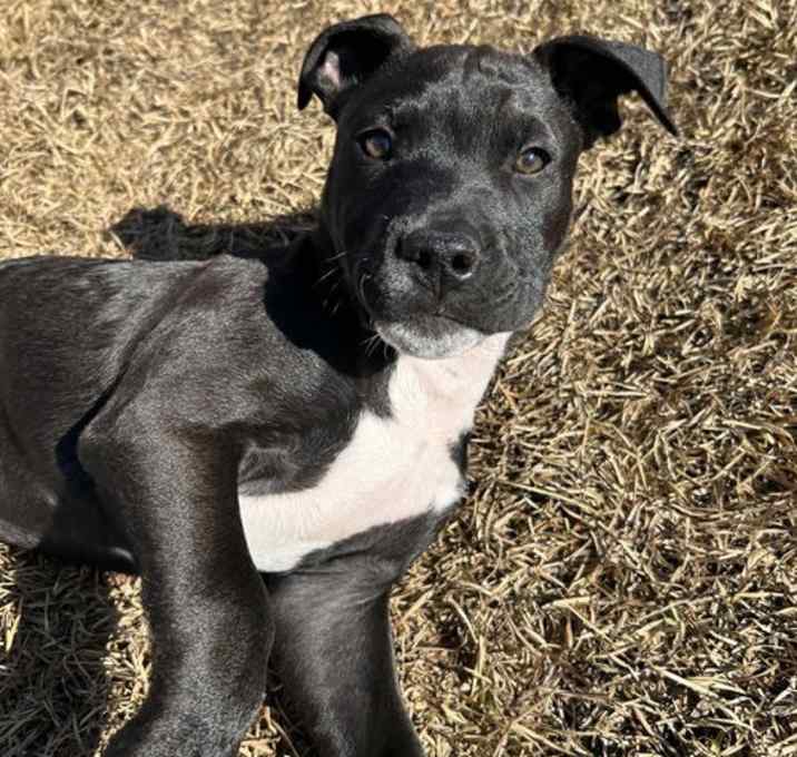 Photo of Feliz Navidog - Santa Litter