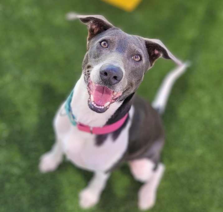 Photo of Celine Dion