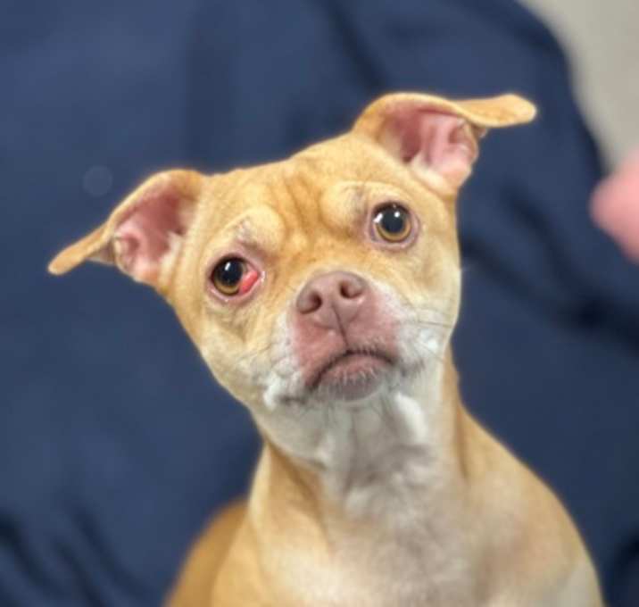 Photo of Sweetie Pie