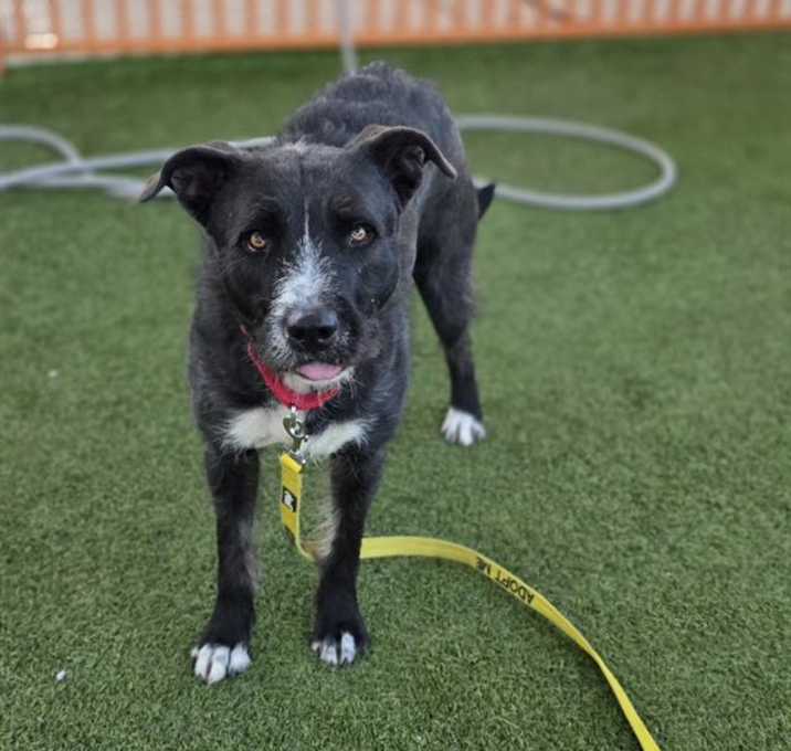 Photo of *NIGHTSHADE