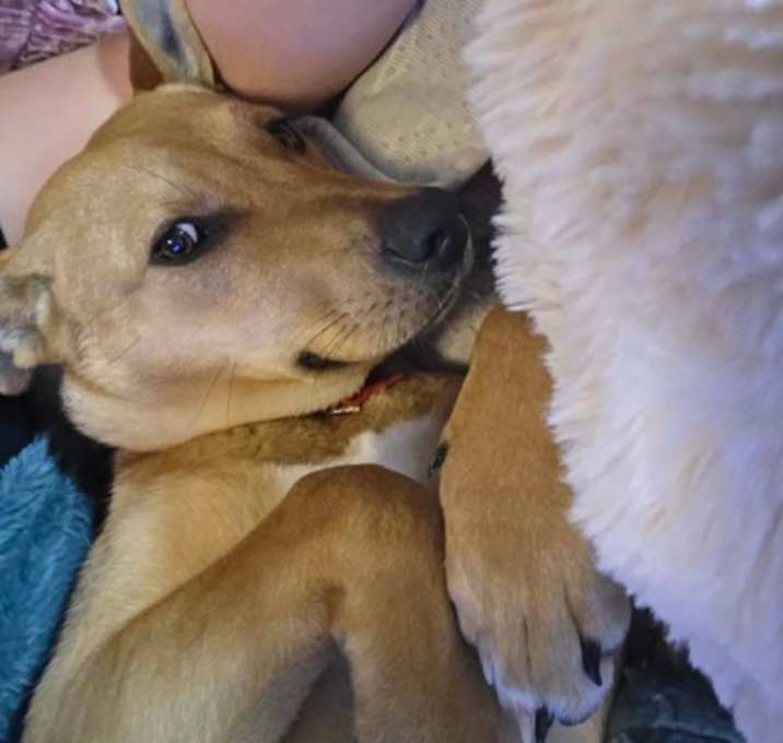 Photo of Maple Moonbeam