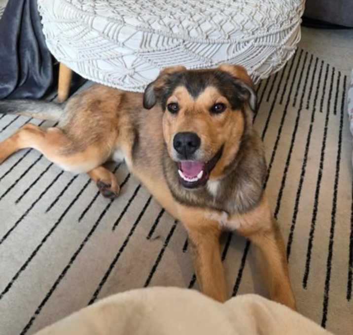 Photo of Moose Moonbeam