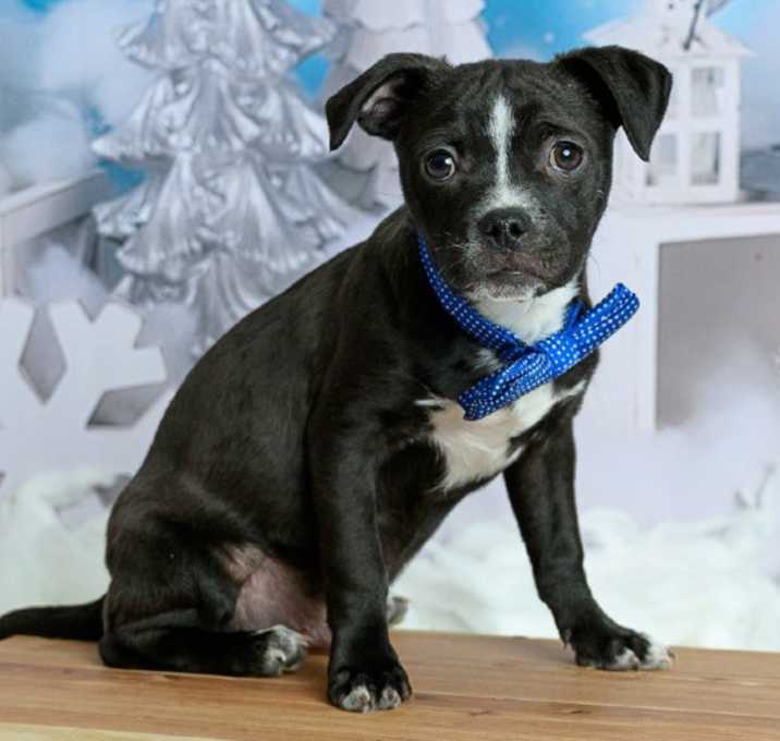 Photo of 919 (2025) Oreo