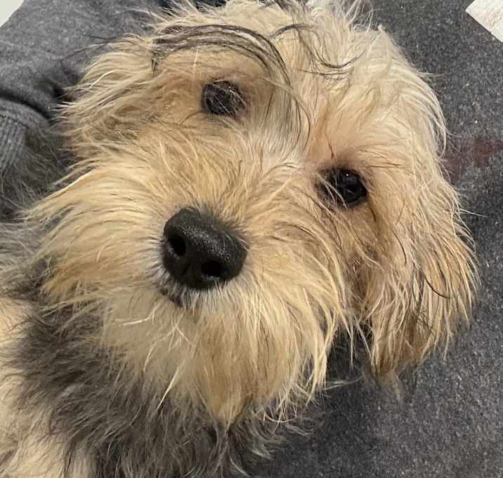 Photo of Yorkiepoo Petra