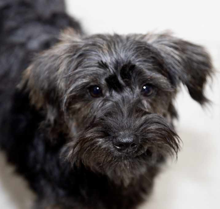 Photo of Yorkiepoo Paulina