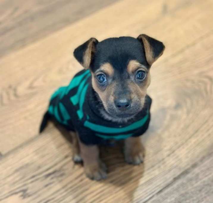 Photo of Loch Ness Monster