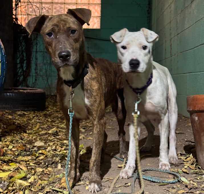 Photo of Vivien Leigh
