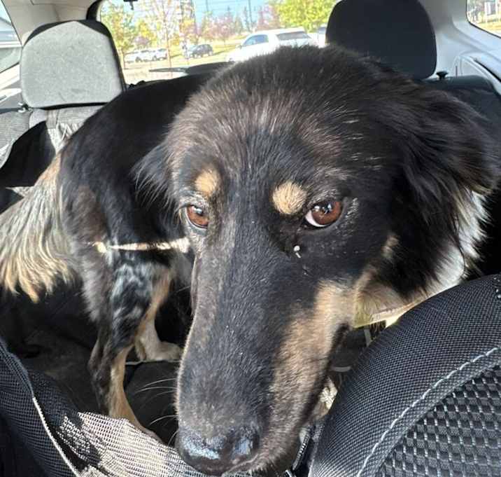 Photo of Rainbow Dash