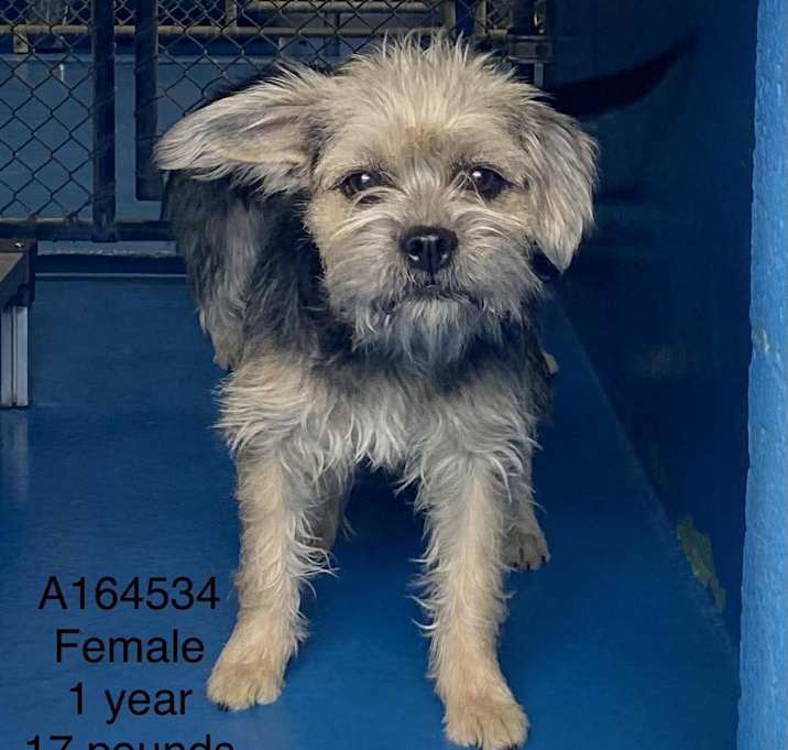 Photo of Liquid Amber